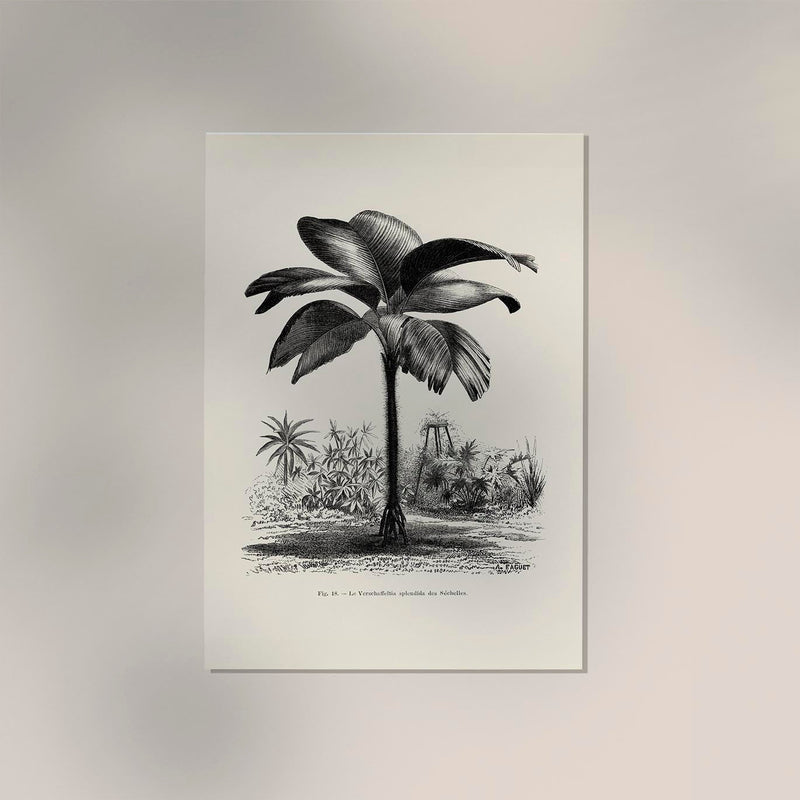 Seychelles Tree Poster – Fine Art Print UV-beständig Patroa Studio — Ansicht 2