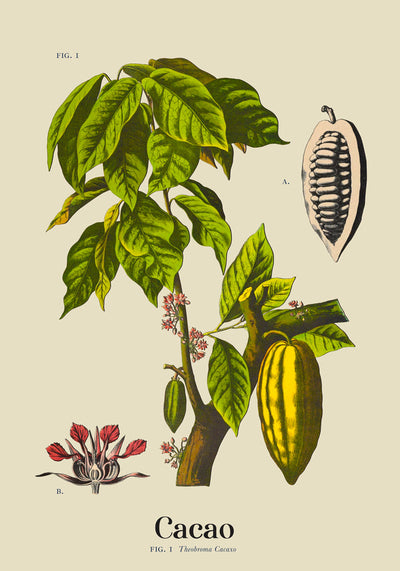 Cacao Botanical Light Poster – Botanischer Druck Fine Art Canvas