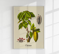 Cacao Botanical Light Poster – Botanischer Druck Fine Art Canvas — Ansicht 1