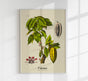 Cacao Botanical Light Poster – Botanischer Druck Fine Art Canvas