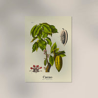 Cacao Botanical Light Poster – Botanischer Druck Fine Art Canvas — Ansicht 3