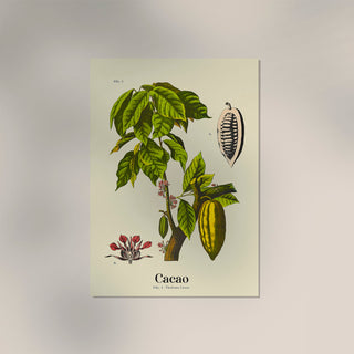 Cacao Botanical Light Poster – Botanischer Druck | Fine Art | Canvas