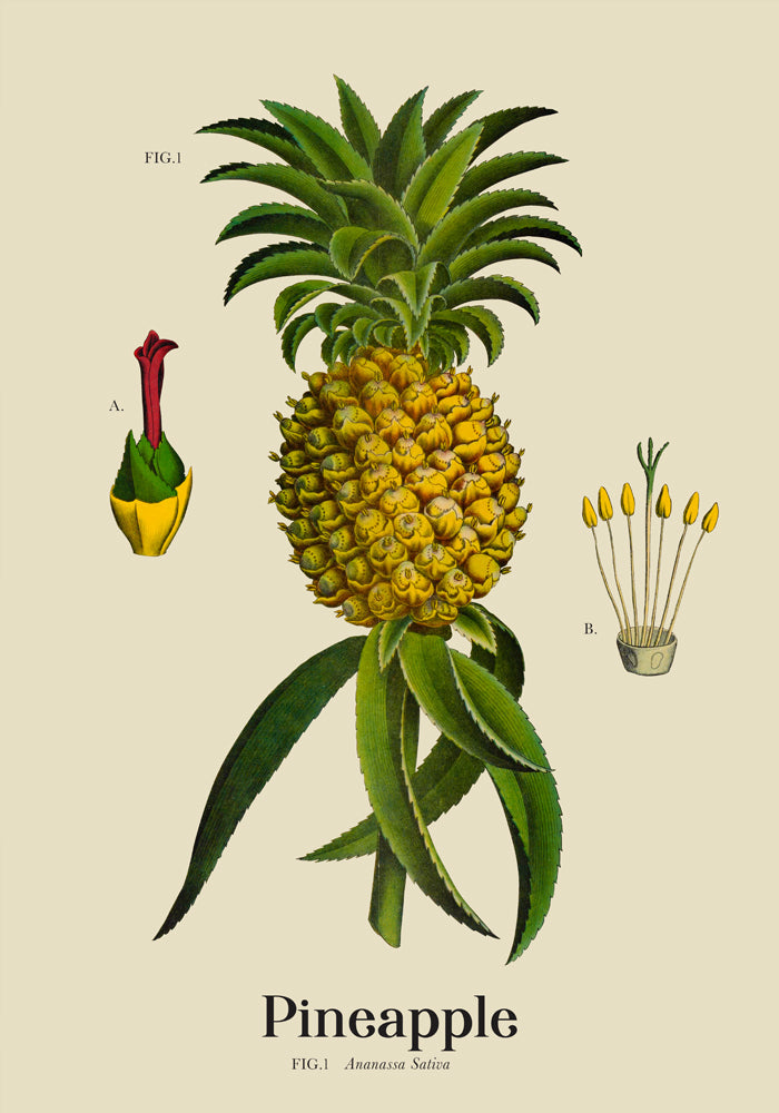 Pineapple Botanical Light Poster – Hell | Ananas | Fine Art Canvas — Ansicht 4