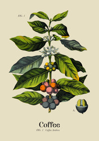 Coffee Light – Set of 2 Prints | Botanical Series | Fine Art Duo — Ansicht 4