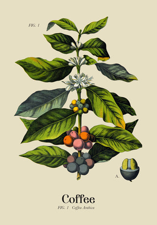 Coffee Botanical Light – Fine Art Print | Botanische Studie | Ausstellungsposter