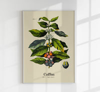 Coffee Botanical Light – Fine Art Print | Botanische Studie | Wandposter — Ansicht 1