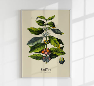 Coffee Botanical Light – Fine Art Print | Botanische Studie | Ausstellungsposter