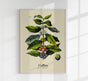 Coffee Botanical Light – Fine Art Print | Botanische Studie | Wandposter