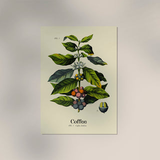 Coffee Botanical Light – Fine Art Print | Botanische Studie | Ausstellungsposter