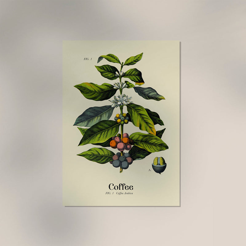 Coffee Botanical Light – Fine Art Print | Botanische Studie | Wandposter — Ansicht 3