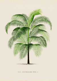 Cocos Weddeliana Poster – Botanischer Kunstdruck handgefertigt Berlin — Ansicht 3