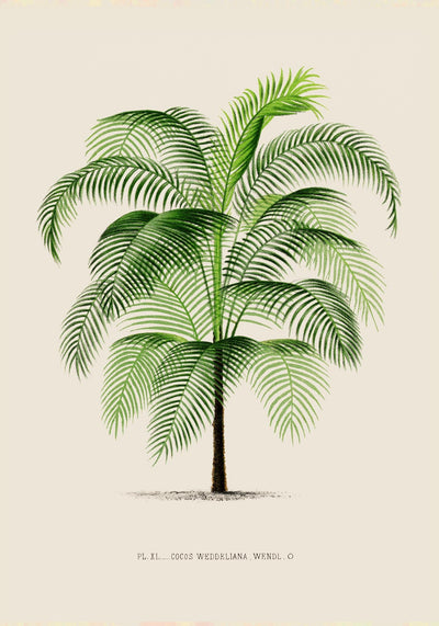 Cocos Weddeliana Poster – Botanischer Kunstdruck handgefertigt Berlin