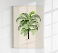 Cocos Weddeliana Poster – Botanischer Kunstdruck handgefertigt Berlin — Ansicht 1