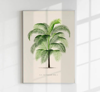 Cocos Weddeliana Poster | Tropisch & zeitlos | Handgefertigt in Berlin