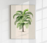 Cocos Weddeliana Poster – Botanischer Kunstdruck handgefertigt Berlin — Ansicht 1