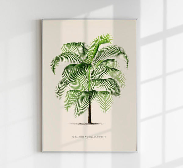 Cocos Weddeliana Poster – Botanischer Kunstdruck handgefertigt Berlin