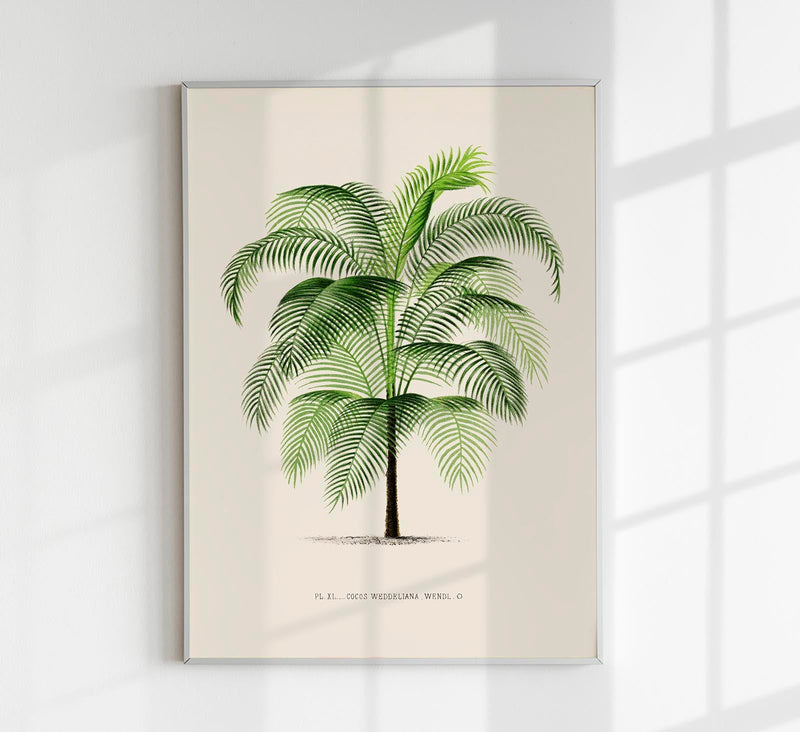 Cocos Weddeliana Poster – Botanischer Kunstdruck handgefertigt Berlin — Patroa Studio