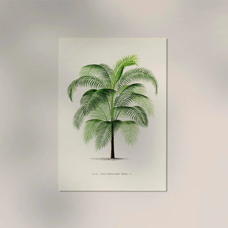 Cocos Weddeliana Poster | Tropisch & zeitlos | Handgefertigt in Berlin