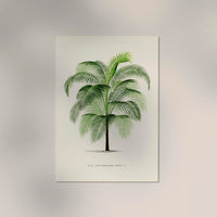 Cocos Weddeliana Poster – Botanischer Kunstdruck handgefertigt Berlin — Ansicht 2