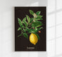 Lemon Botanical Poster – Fresh | Premium Print | Citrus Bright