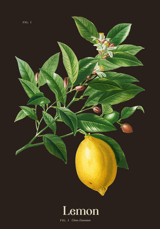 Lemon Botanical Poster – Frisch | Premiumdruck | Zitrushell