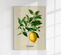 Lemon Botanical Light Poster - Premium print on matte art paper — Ansicht 1