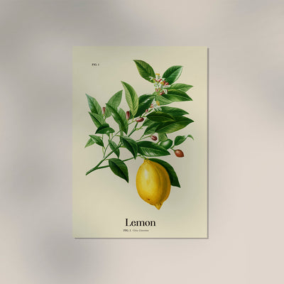 Lemon Botanical Light Poster - Premium print on matte art paper