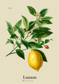 Lemon Botanical Light Poster - Premium print on matte art paper — Ansicht 4