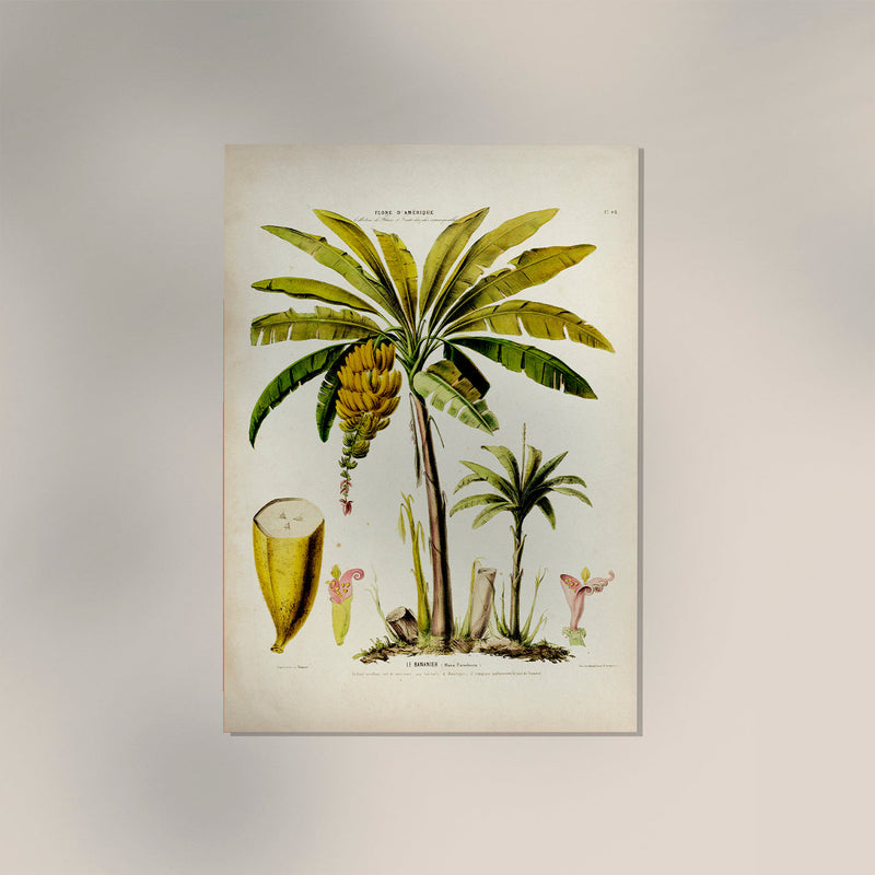 Le Bananier Vintage Poster – Botanisches Design, Fine Art Druck — Ansicht 2