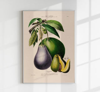 Botanical Avocado Art Poster mit feiner Vintage-Illustration auf mattem Fine-Art-Papier für stilvolle, naturinspirierte Wanddekoration in Wohn- und Arbeitsräumen

