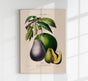 L'Avocatier Botanical Poster – Vintage Fine Art Print Avocado Illustration