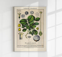Poison Nut Plant – Fine Art Print | Botanische Giftpflanze | Dramatisches Grün — Ansicht 1