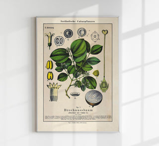Botanisches Fine Art Print Poison Nut Plant (Strychnos nux-vomica) mit toxikologischer Präzision, grünen Kontrasten und Herbarien-Qualität für Wissenschaftsinteressierte
