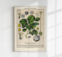 Poison Nut Plant – Fine Art Print | Botanische Giftpflanze | Dramatisches Grün