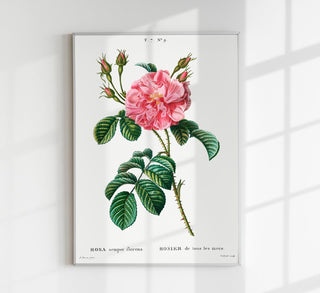 Botanisches Fine Art Print Rosa Chinensis: Detailgetreue chinesische Rose mit Blütenanatomie, Blattstruktur und klassischer Illustration für Naturästheten
