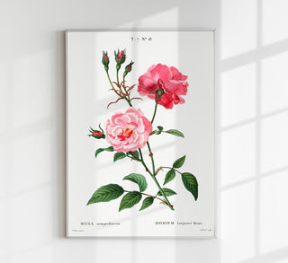 Botanisches Fine Art Print Rosa Semperfloreans mit präziser Illustration immerblühender Rose, anatomischen Details und seidenmatter Struktur für Naturfreunde
