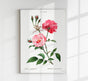 Rosa Semperfloreans – Fine Art Print | Botanische Rose | Ewige Blüte