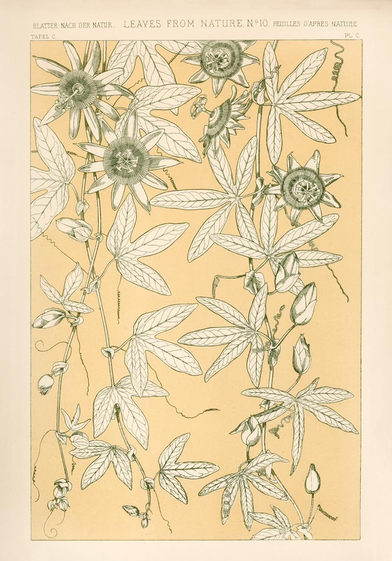 Leaves from Nature No. 10 by Owen Jones – Art Print Berlin — Patroa Studio