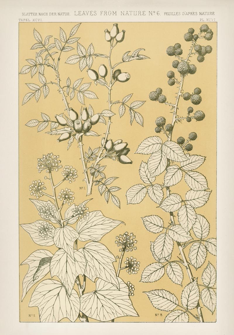 Leaves from Nature No 6 by Owen Jones - Art Print Poster — Patroa Studio