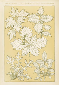 Leaves from Nature No. 5 Poster – Owen Jones Ornament Print — Ansicht 1