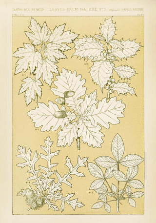 Leaves from Nature Nr 5 by Owen Jones