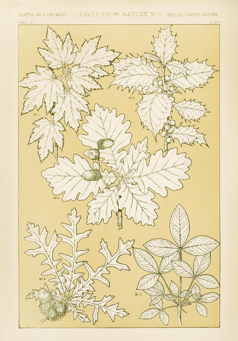 Leaves from Nature No. 5 Poster – Owen Jones Ornament Print — Patroa Studio