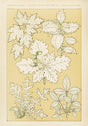 Leaves from Nature No. 5 Poster – Owen Jones Ornament Print