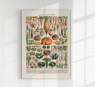 Botanisches Fine-Art-Poster mit Gemüse und Potagères-Pflanzen auf Premium-Canvas. Detaillierte Illustration für Küchen und Gärten, rahmenlos in hoher Qualität für vielseitige Gestaltung.