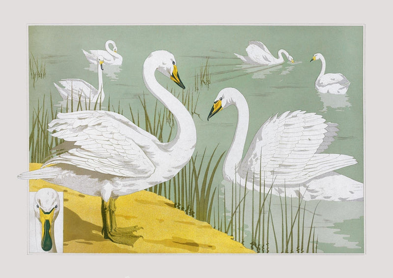 Swans in the Lake Poster – Maurice Pillard Vintage French Art — Patroa Studio