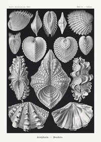 Acephala – Ernst Haeckel | Scientific Art | Fine Art Poster — Ansicht 1