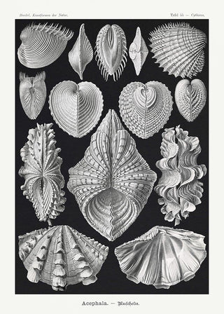 Alt-Text: Scientific-Art-Poster „Acephala“ von Ernst Haeckel, filigrane Naturformen, als Fine Art Paper oder Canvas in verschiedenen Größen, ohne Rahmen.
