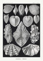 Acephala – Ernst Haeckel | Scientific Art | Fine Art Poster