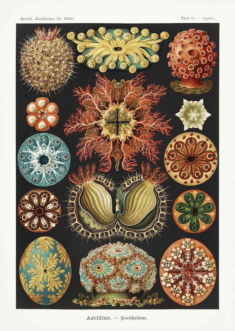 Ascidiae Colourful Corals Embryology Poster by Ernst Haeckel – Art Print with White Borders — Patroa Studio