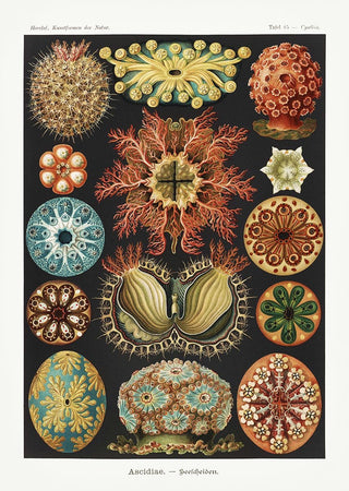 Ascidiae Colourful Corals Embryology Poster von Ernst Haeckel – Kunstdruck mit weißen Rändern